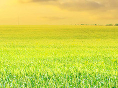 开云麻将胡了模拟器基地展示1